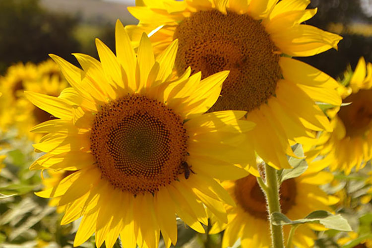 Giallo