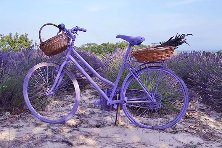 Campo di lavanda tra Cuccaro e Lu