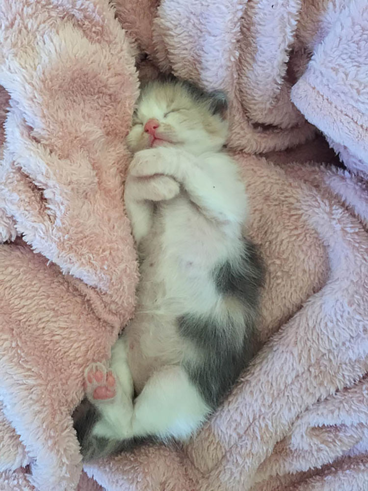Gatti randagi in Sardegna