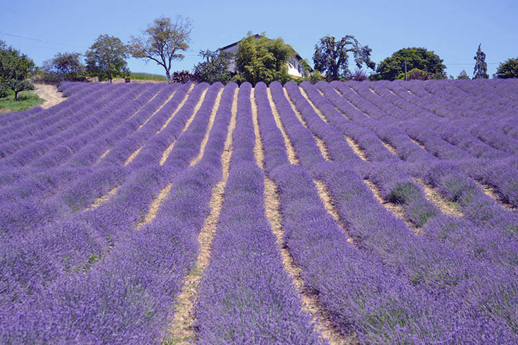 Sale San Giovanni: il borgo si colora di viola
