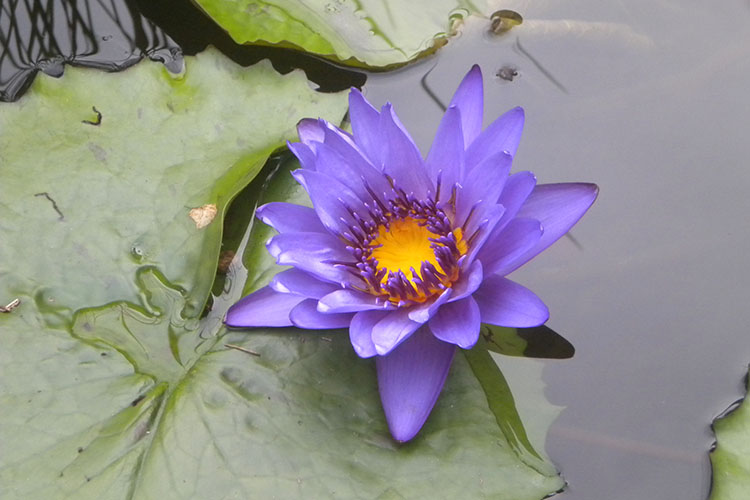 Viaggiare nel colore viola