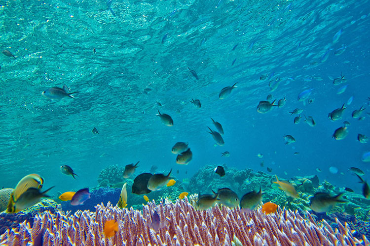 Hurghada: barriera corallina ed isola di Giftun